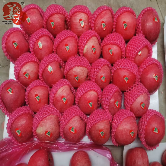 Frische neue Ernte Shandong Papiertüte FUJI Red FUJI Apple