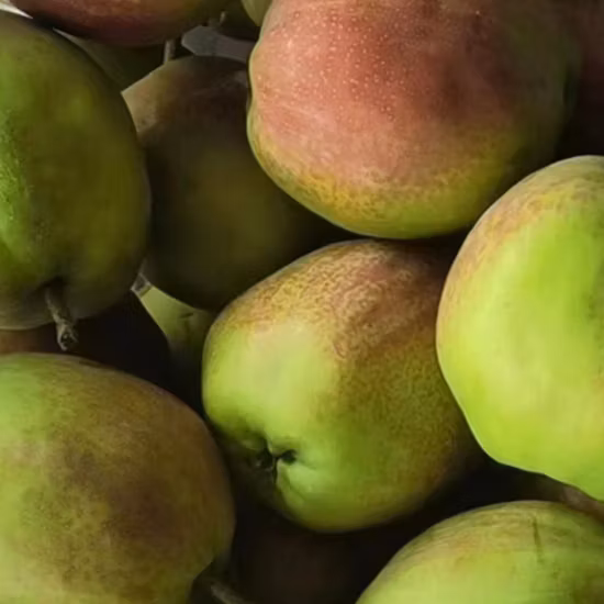 Chinesische frische gelbe Ya-Birne Export 2023